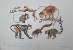 Флоренская Н. Приматы.(60шт. с из.разных животных)