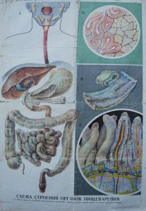 Схема строения органов пищеварения - Антиквар на диване. Интернет-магазин антиквариата.